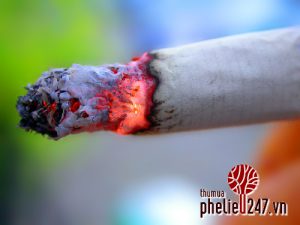 bỏ thuốc lá giảm nguy cơ tàn phá môi trường